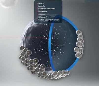 Protein coating